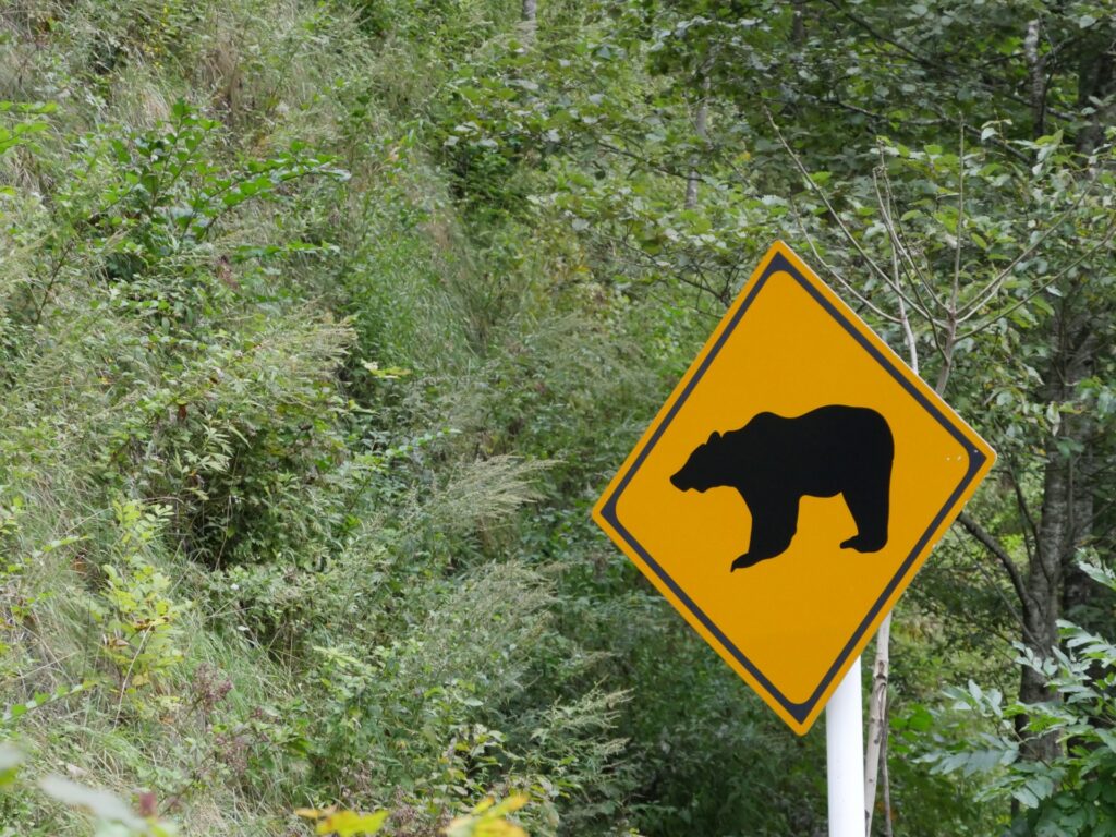 茨城県でも熊出没が増加｜マップがない地域での土地選びと家づくり対策