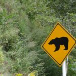 茨城県でも熊出没が増加｜マップがない地域での土地選びと家づくり対策