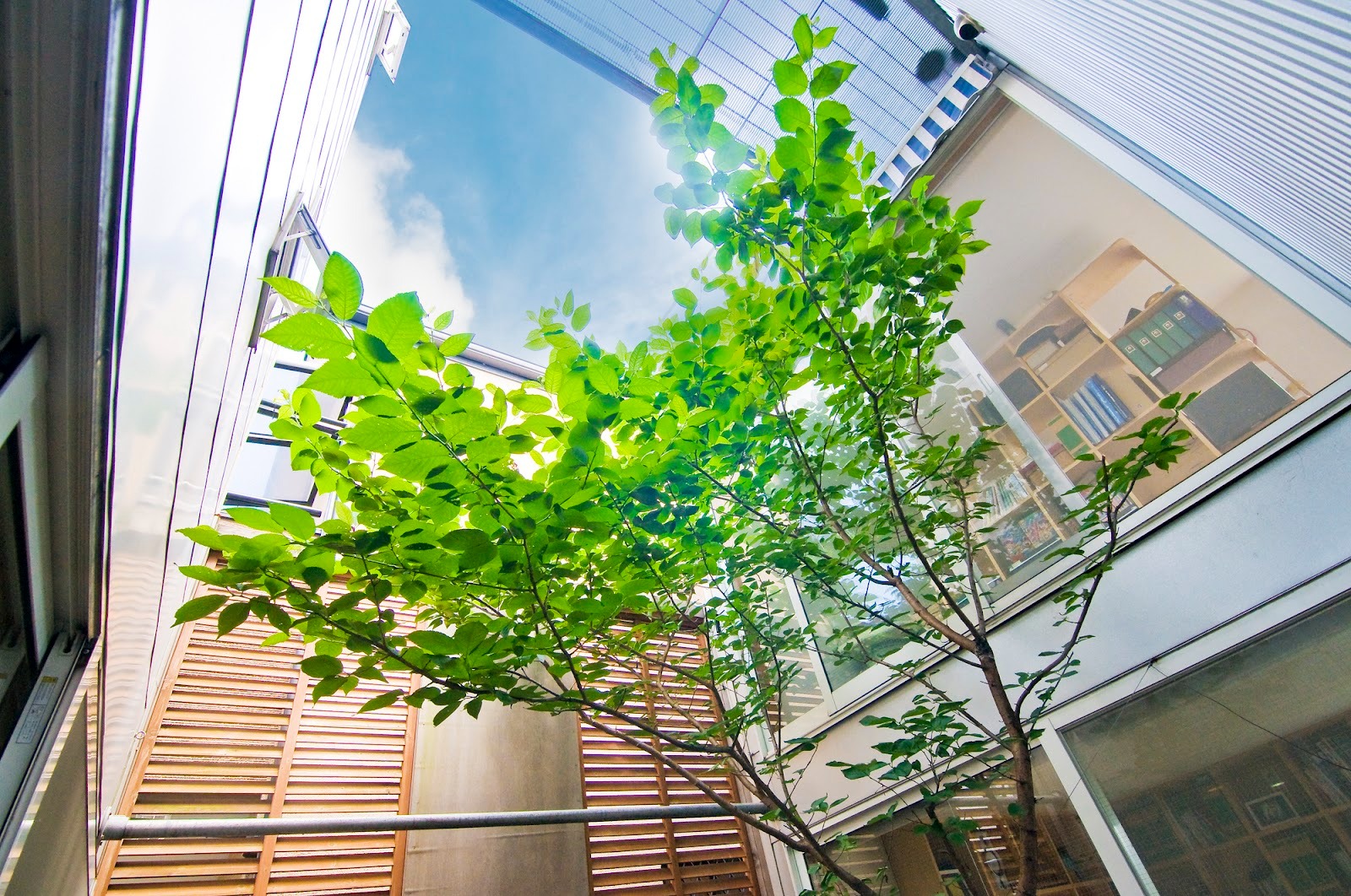 坪庭に合う植物と“手入れを減らす”考え方