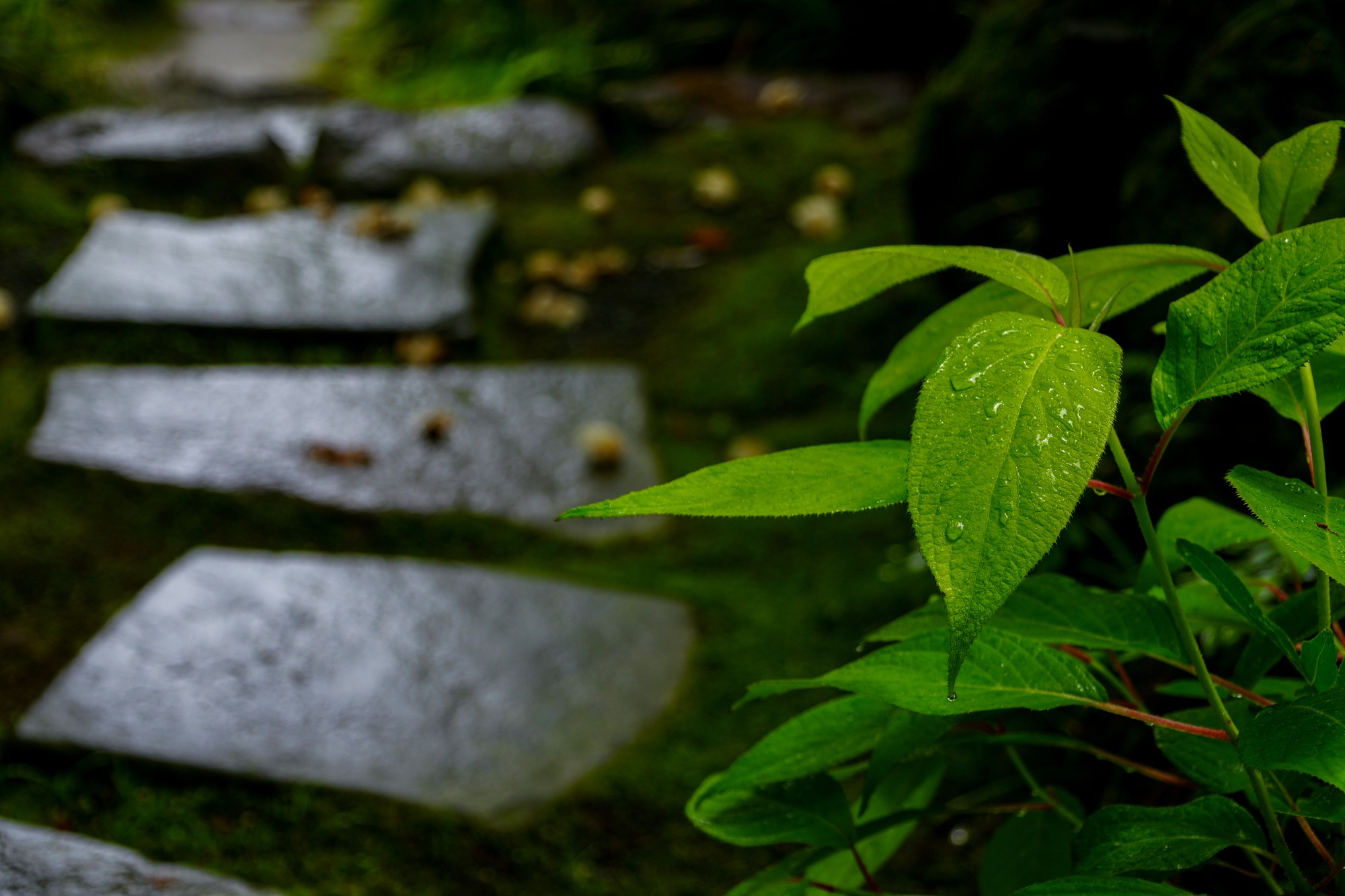 雨上がりの庭